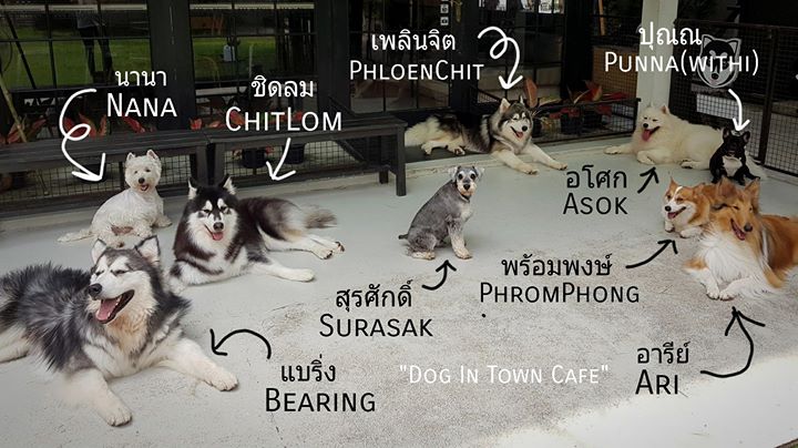 Dog In Town - Dog Cafe คาเฟ่หมาเอกมัย