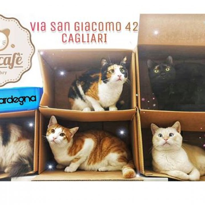 Cat Cafè di Chry
