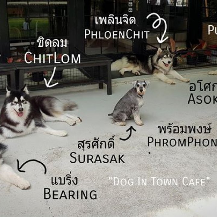 Dog In Town - Dog Cafe คาเฟ่หมาเอกมัย