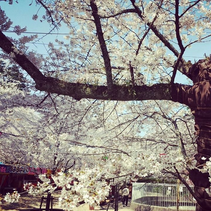 桜カフェ